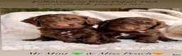 Cockapoo dogs for sale: F1b Cockapoos. Both Parents Health Tested  - Advert 2