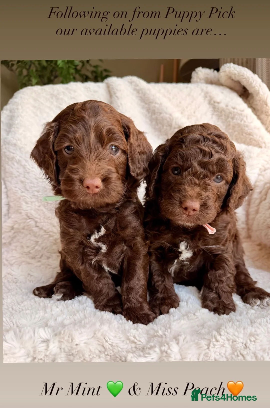 Cockapoo dogs for sale: F1b Cockapoos. Both Parents Health Tested  - Advert 2
