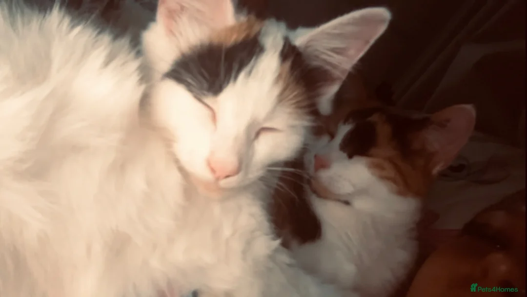 Mixed Breed cats for sale: 2 cats ready for a new home  in Newcastle - Advert 2