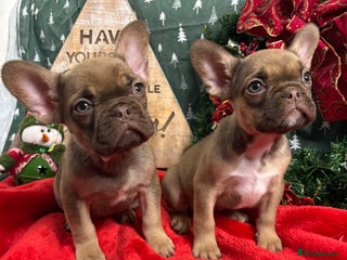 French Bulldog dogs French Bulldog Gorgeous Colours Available - Advert 6