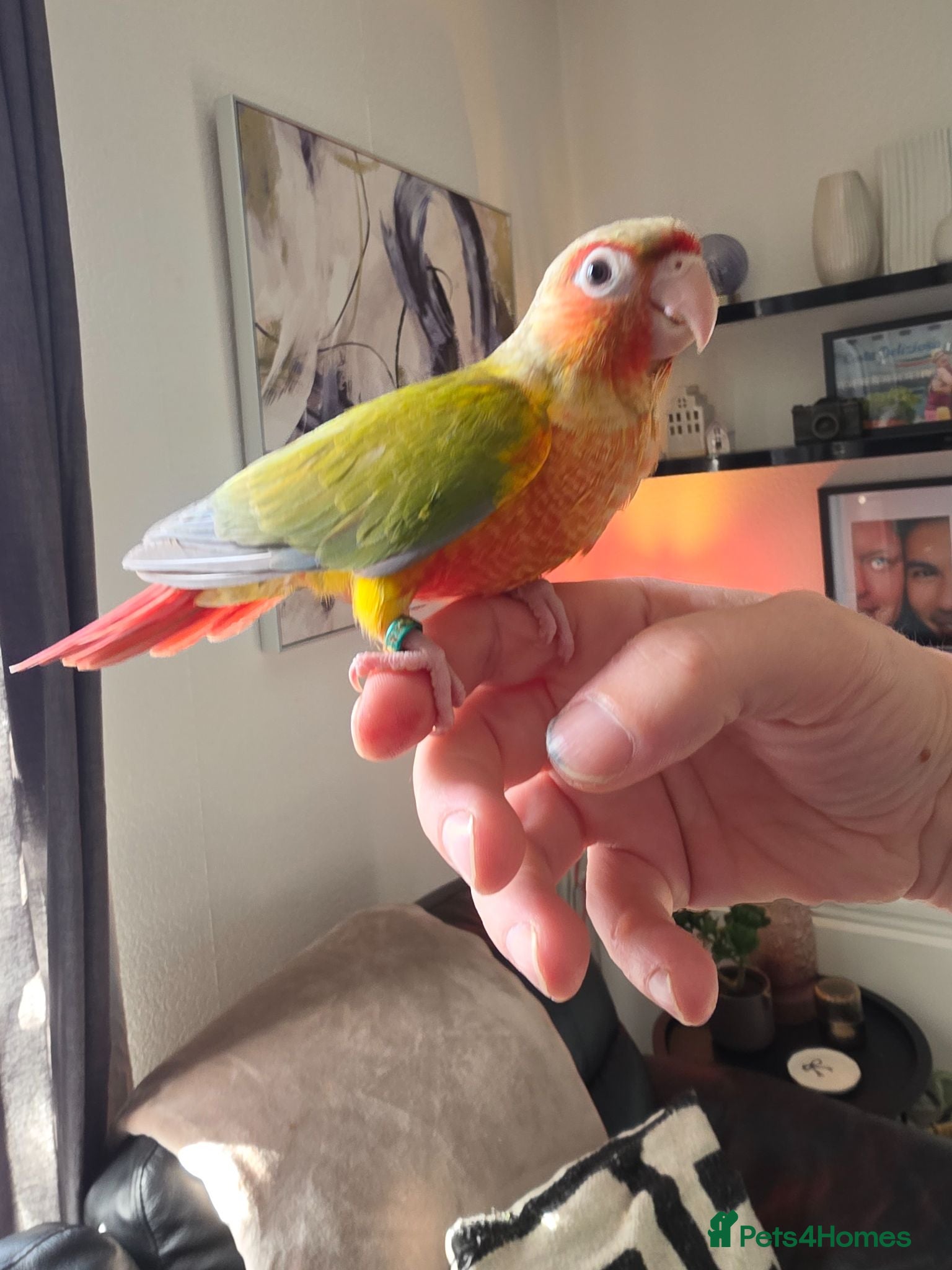 Conures birds 8 Week old! Hand reared Conures! X3  - Advert 20