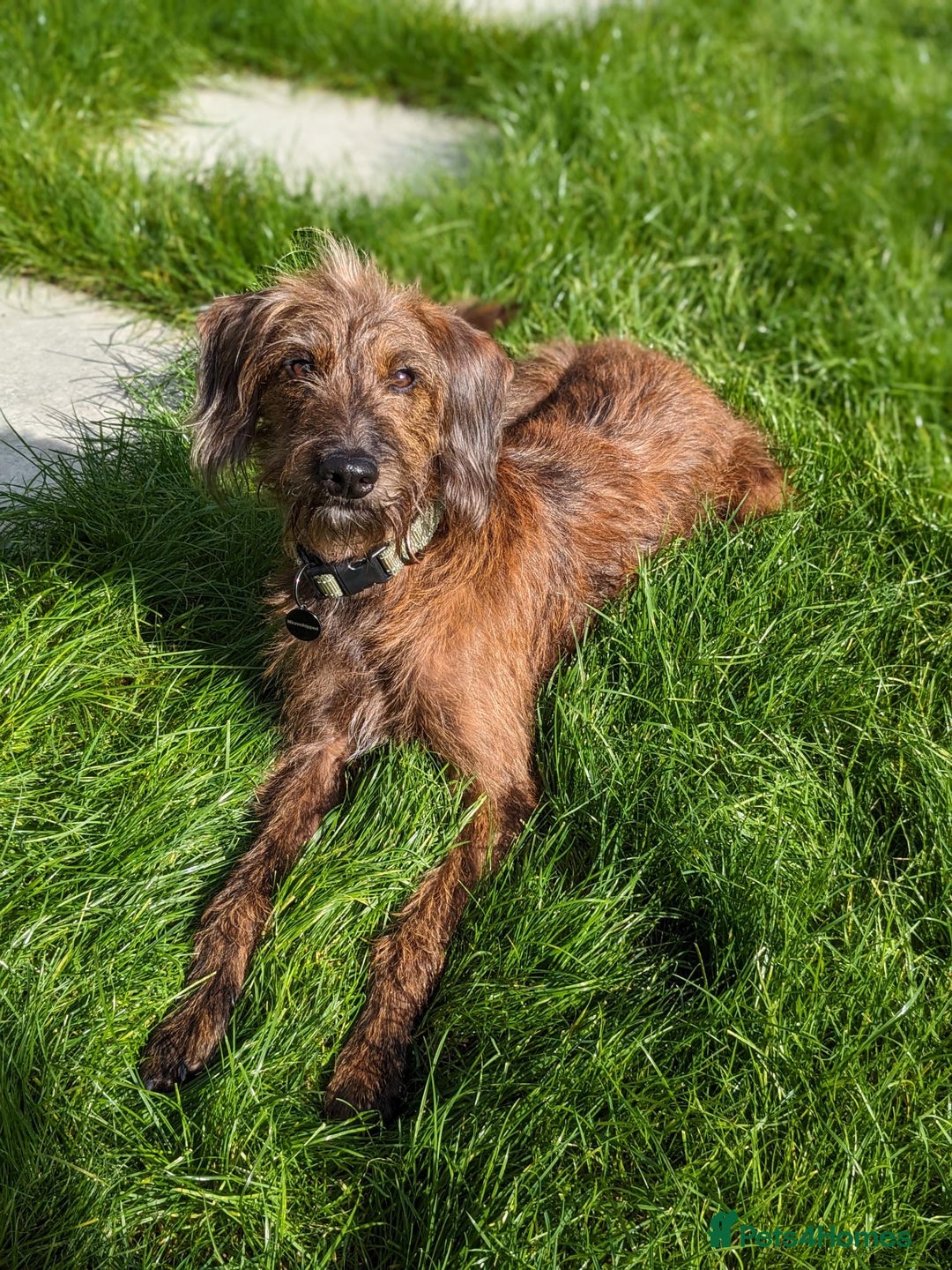 Whippet dogs for sale: Whippet Lurcher - Image 14