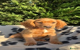 Cocker Spaniel dogs for sale: Four beautiful girl cocker spaniel  - Image 11