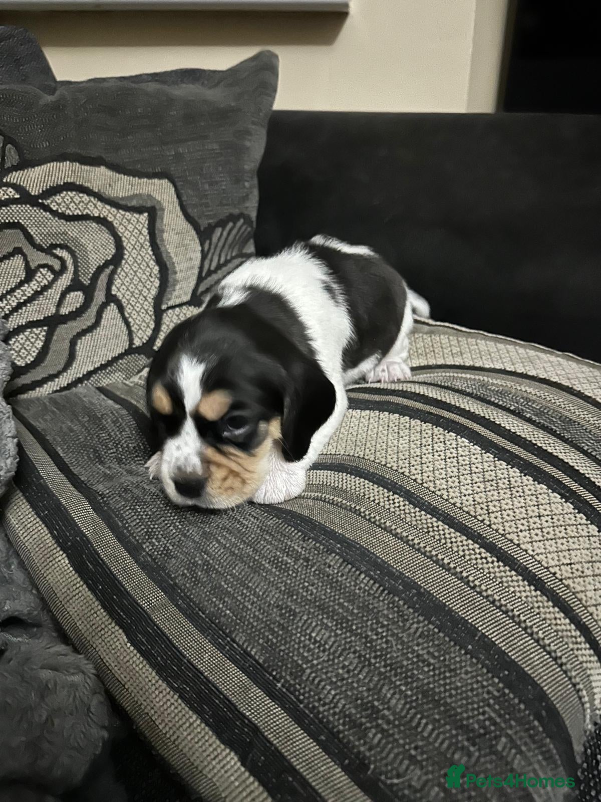 Mixed Breed dogs Bocker puppies - Advert 4