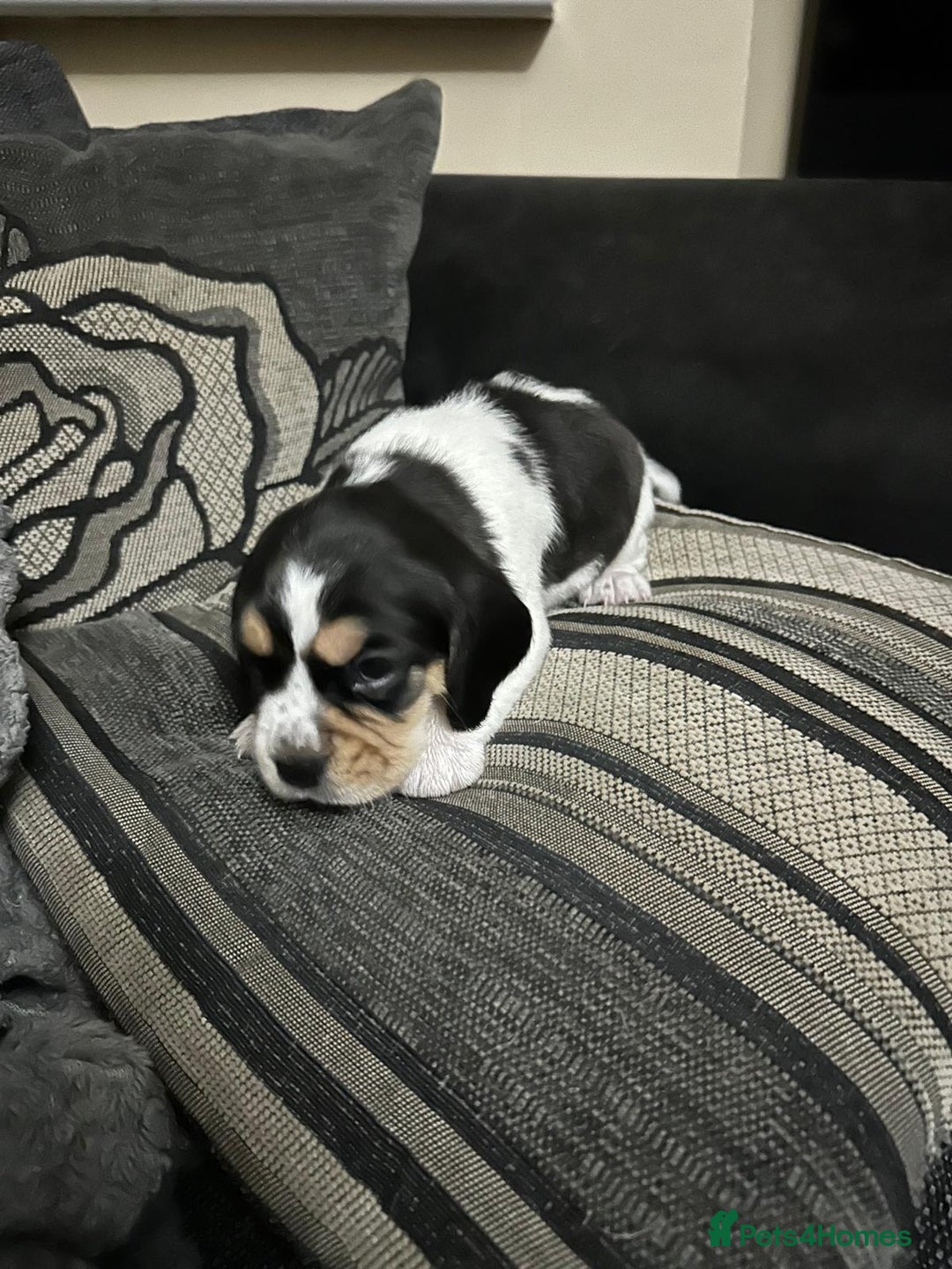 Mixed Breed dogs for sale: Bocker puppies - Advert 1