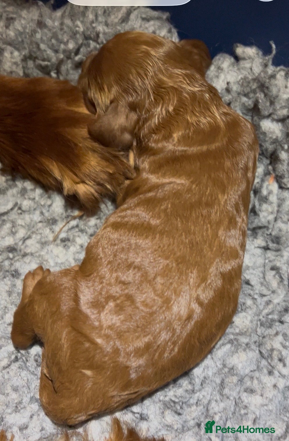 Irish Doodle dogs Doodles Miniature Poodle cross Irish Red Setter,  - Advert 2