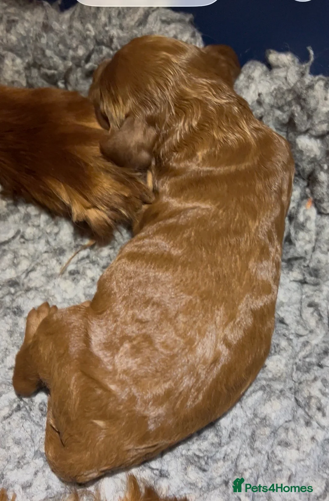 Irish Doodle dogs for sale: Doodles Miniature Poodle cross Irish Red Setter,  - Advert 2