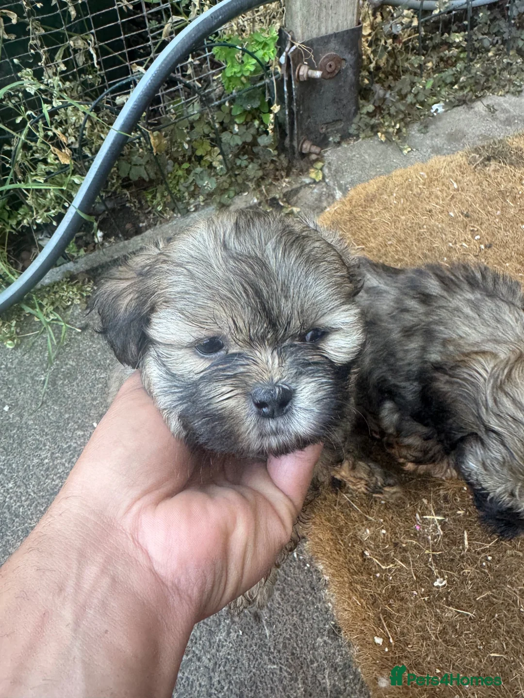 Shih Tzu dogs for sale: Shih Tzus Puppies for sale  - Advert 2