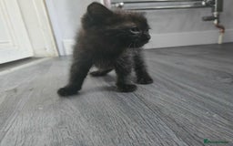 Mixed Breed cats for sale: Adorable Ragdoll Mix Kittens  - Image 12