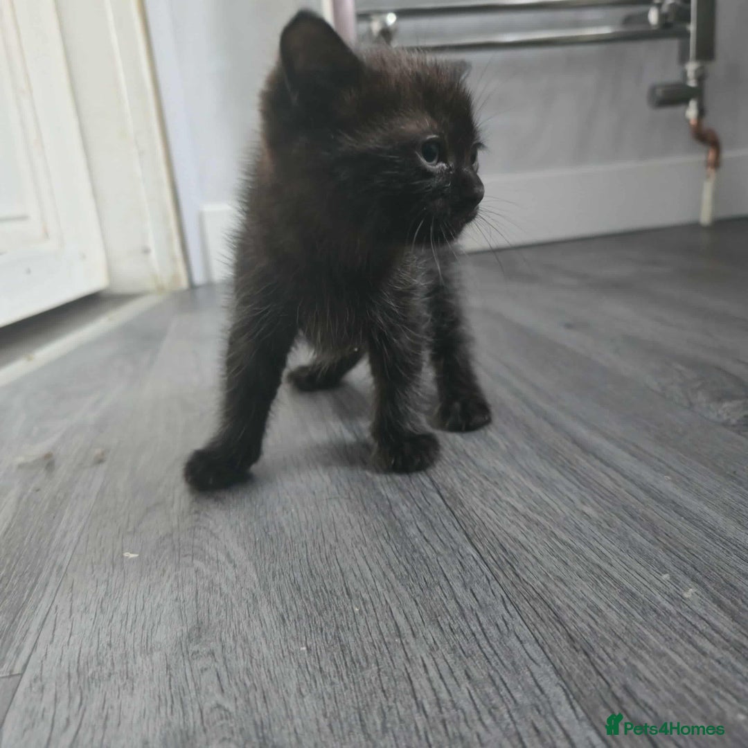 Mixed Breed cats for sale: Adorable Ragdoll Mix Kittens  - Image 12