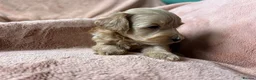 Maltipoo dogs for sale: Fully health tested confident happy maltipoo pups - Advert 14