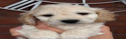 Cavapoochon dogs for sale: Lovely puppies looking for good home  - Advert 35