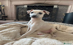 Mixed Breed dogs for sale:  🐶✨ ADORABLE WIGGY PUPPIES – licenced  breeder  - Image 6