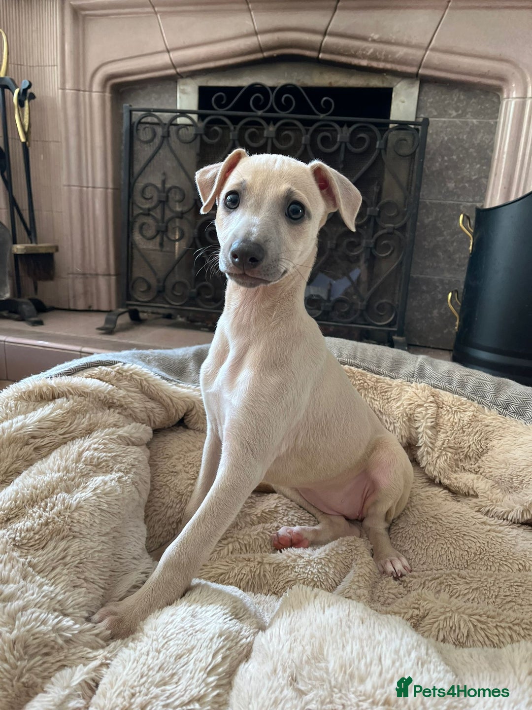 Mixed Breed dogs for sale:  🐶✨ ADORABLE WIGGY PUPPIES – licenced  breeder  - Image 6