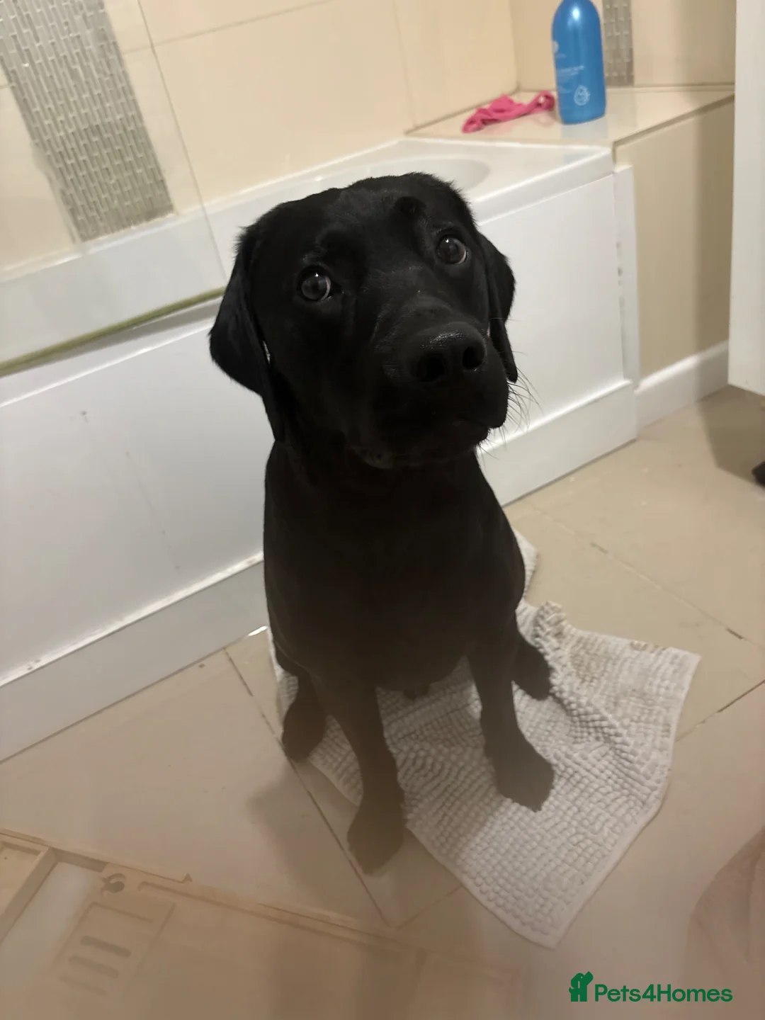 Labrador Retriever dogs for stud: Diego - Advert 7