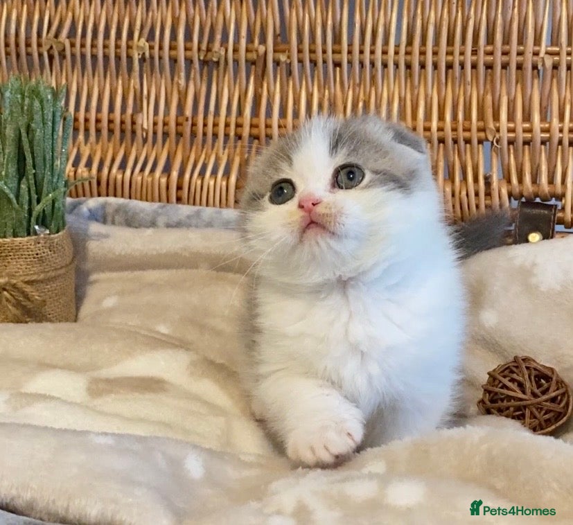 Scottish Fold cats 🧸😻CHAMPION LINE TICA ACTIVE SCOTTISH/BSH😻🧸 - Advert 1