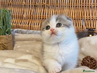 Scottish Fold cats 🧸😻CHAMPION LINE TICA ACTIVE SCOTTISH/BSH😻🧸 - Advert 1