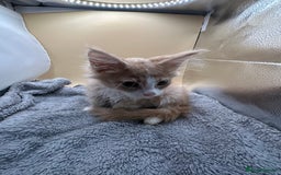 Maine Coon cats for sale: Xl mainecoon kittens full breed non reg  - Image 4