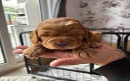 Cocker Spaniel dogs for sale: Working cocker spaniel puppies - Image 6