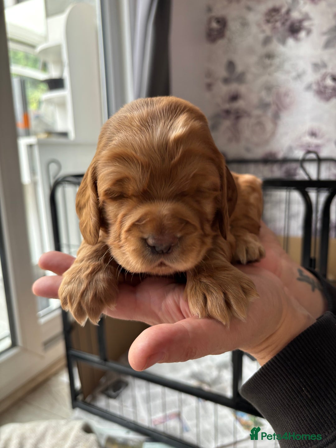 Cocker Spaniel dogs for sale: Working cocker spaniel puppies - Image 6