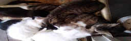 British Longhair cats for sale: Fluffy 1 - Advert 7