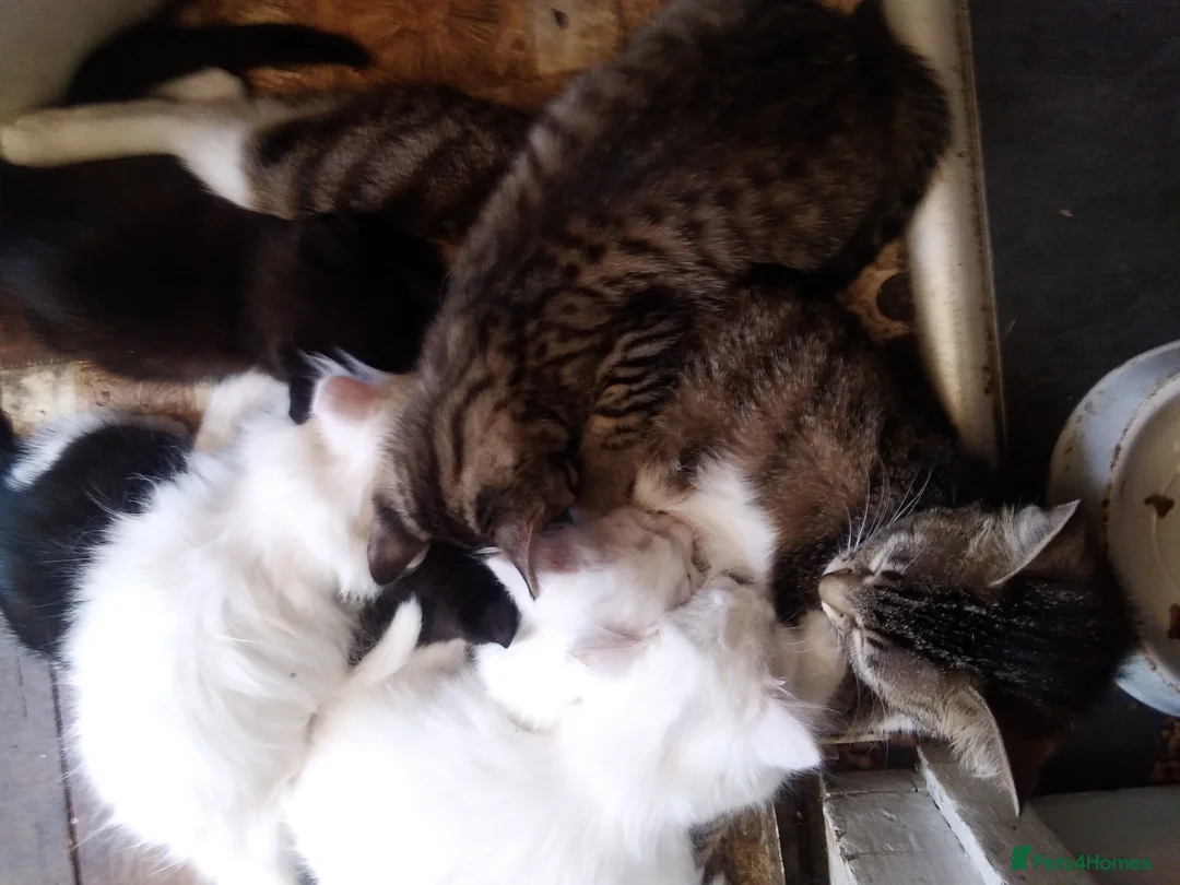 British Longhair cats for sale: Fluffy 1 - Advert 7