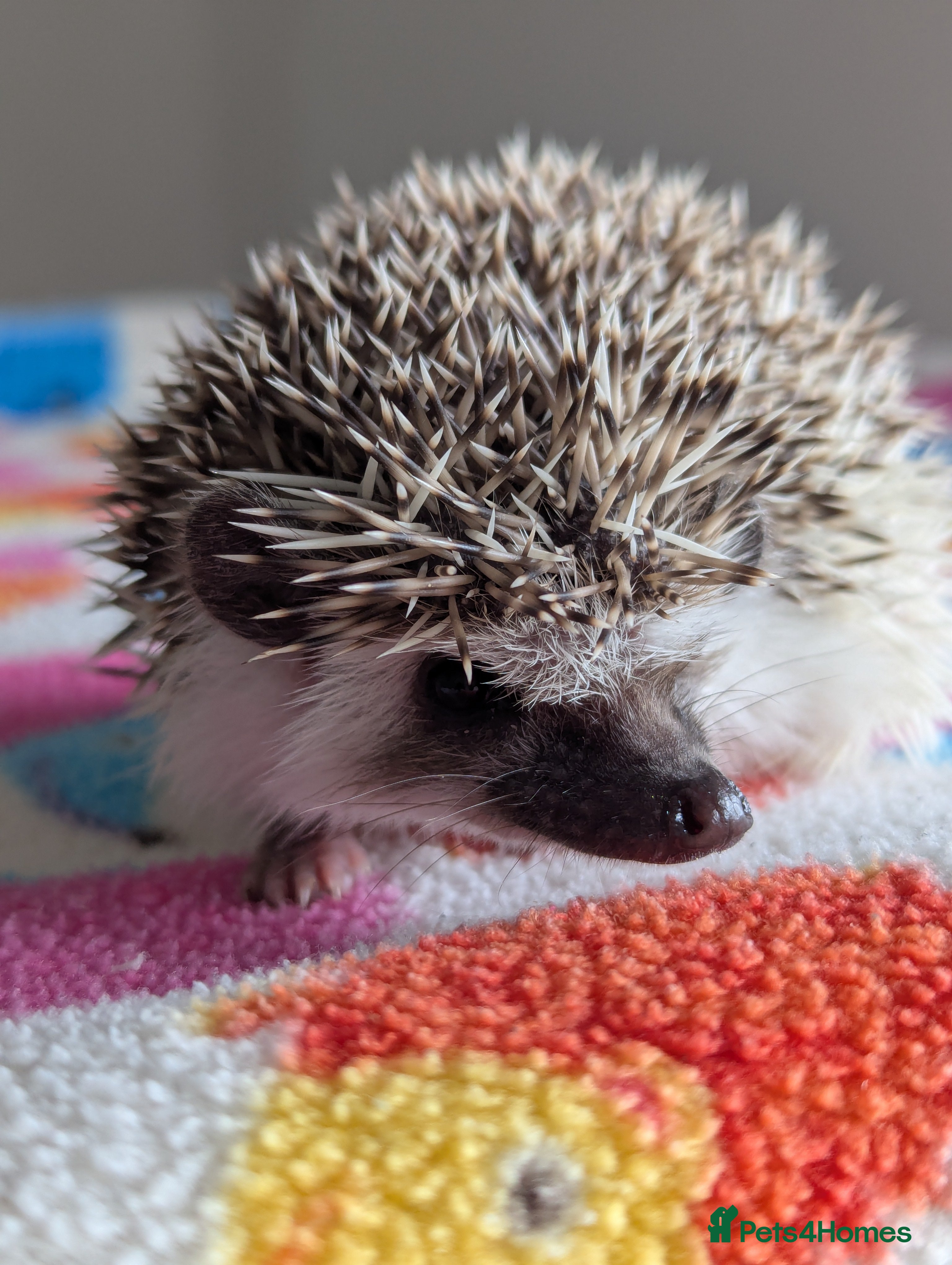 Pygmy Hedgehog rodents Beautiful Baby Hoglets Ready Now/Reserve  - Advert 1