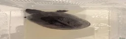 Turtle reptiles for sale: 2 turtles without set up.  in Sandy - Advert 2