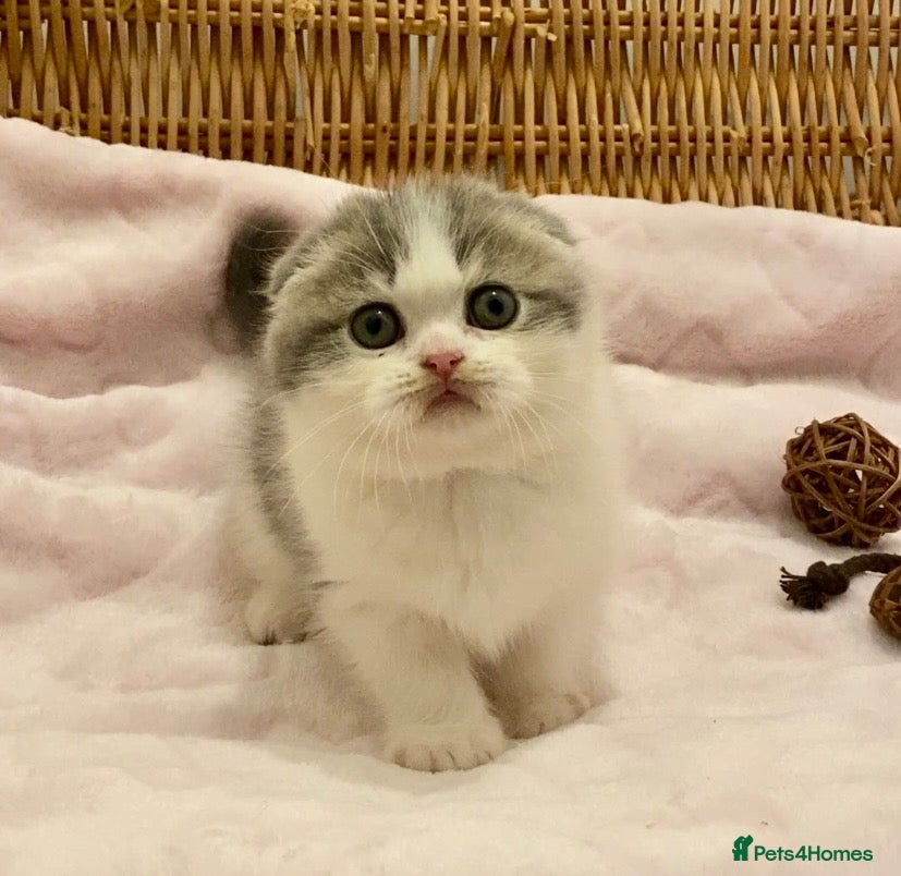 Scottish Fold cats 🧸😻CHAMPION LINE TICA ACTIVE SCOTTISH/BSH😻🧸 - Advert 1