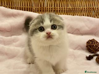 Scottish Fold cats 🧸😻CHAMPION LINE TICA ACTIVE SCOTTISH/BSH😻🧸 - Advert 1