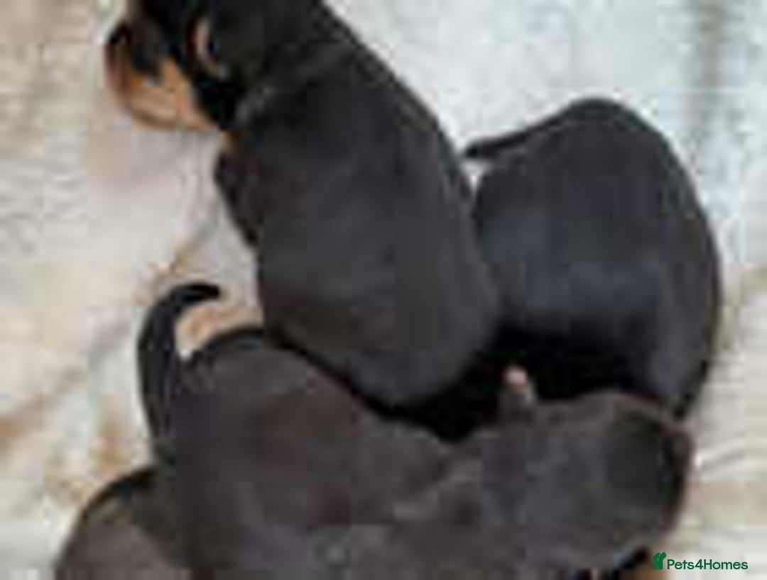 Jack Russell dogs for sale: Adorable Jack Russell Puppies for Sale! - Image 9