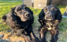 Cocker Spaniel dogs for sale: Quality KC Registered Working Cocker Spaniels - Image 9
