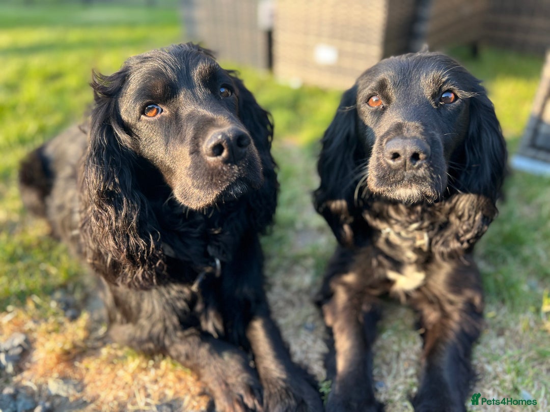 Cocker Spaniel dogs for sale: Quality KC Registered Working Cocker Spaniels - Image 9
