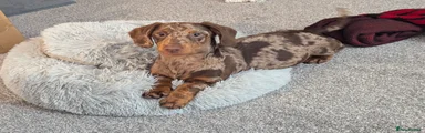 Dachshund Puppy 1