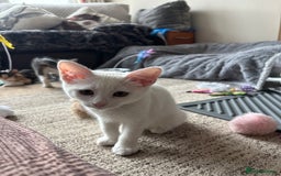Mixed Breed cats for sale: Two Beautiful Kittens 💕 - Image 2