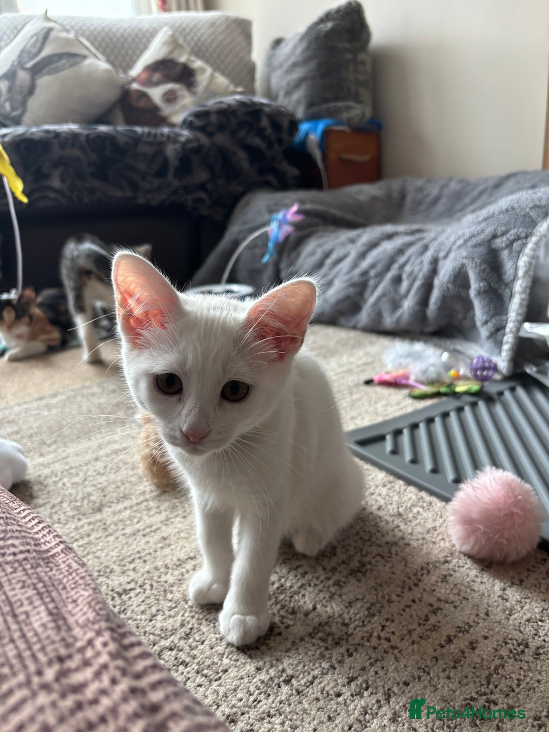 Mixed Breed cats for sale: Two Beautiful Kittens 💕 - Image 2