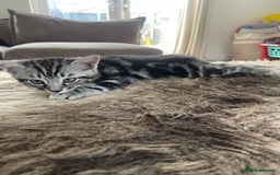 British Shorthair cats for sale: 2 beautiful British shorthair kittens for sale  - Image 3