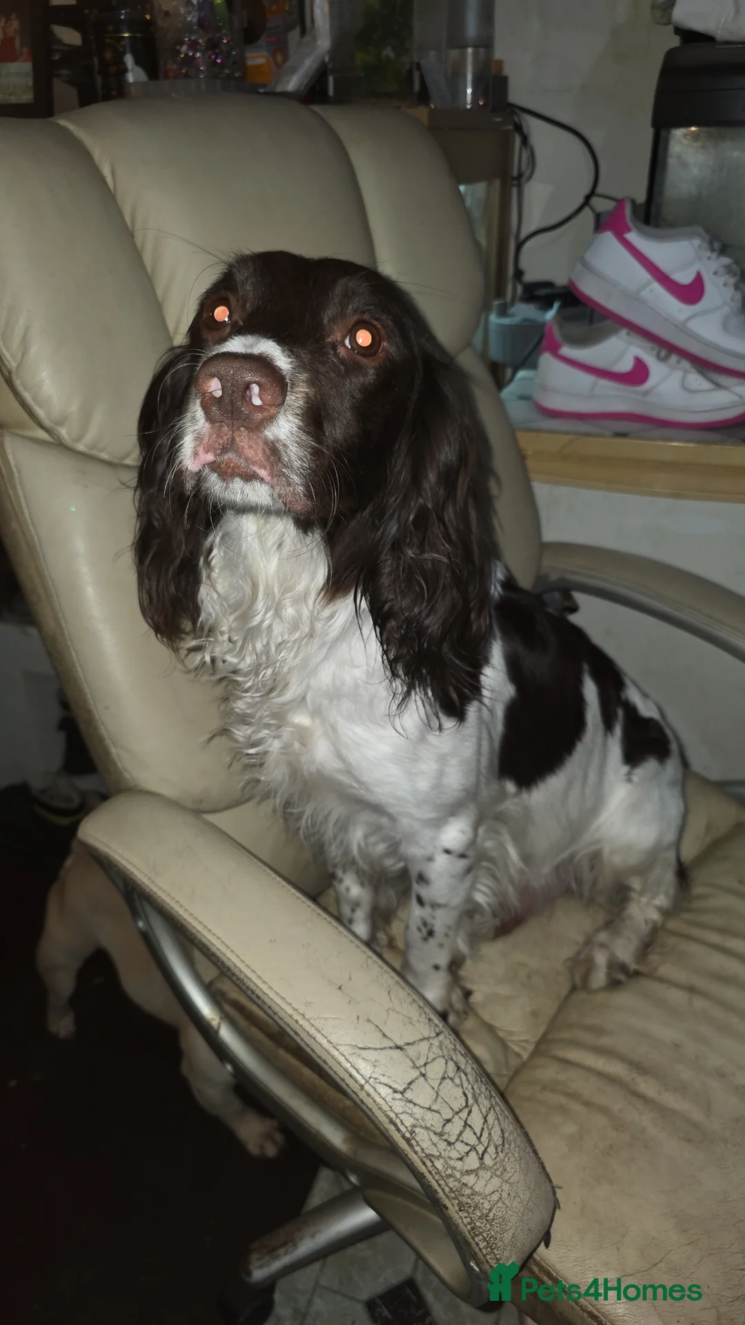 Mixed Breed dogs for sale: 4/6 beautiful black sprenchies - Advert 1