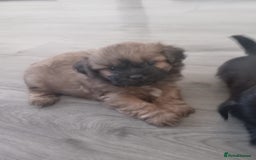 Shih Tzu dogs for sale: Imperial Shih tzu  - Image 14