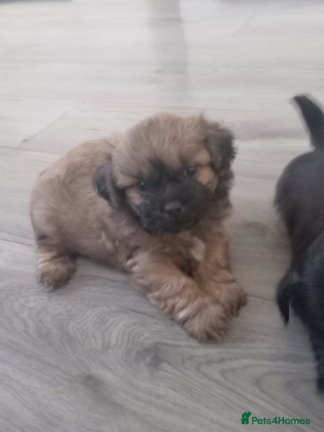Shih Tzu dogs for sale: Imperial Shih tzu  - Image 14