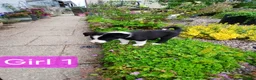 Border Collie dogs for sale: Border collie pups for sale - Advert 8