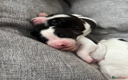Sprocker dogs for sale: Sprocker puppies  - Image 10