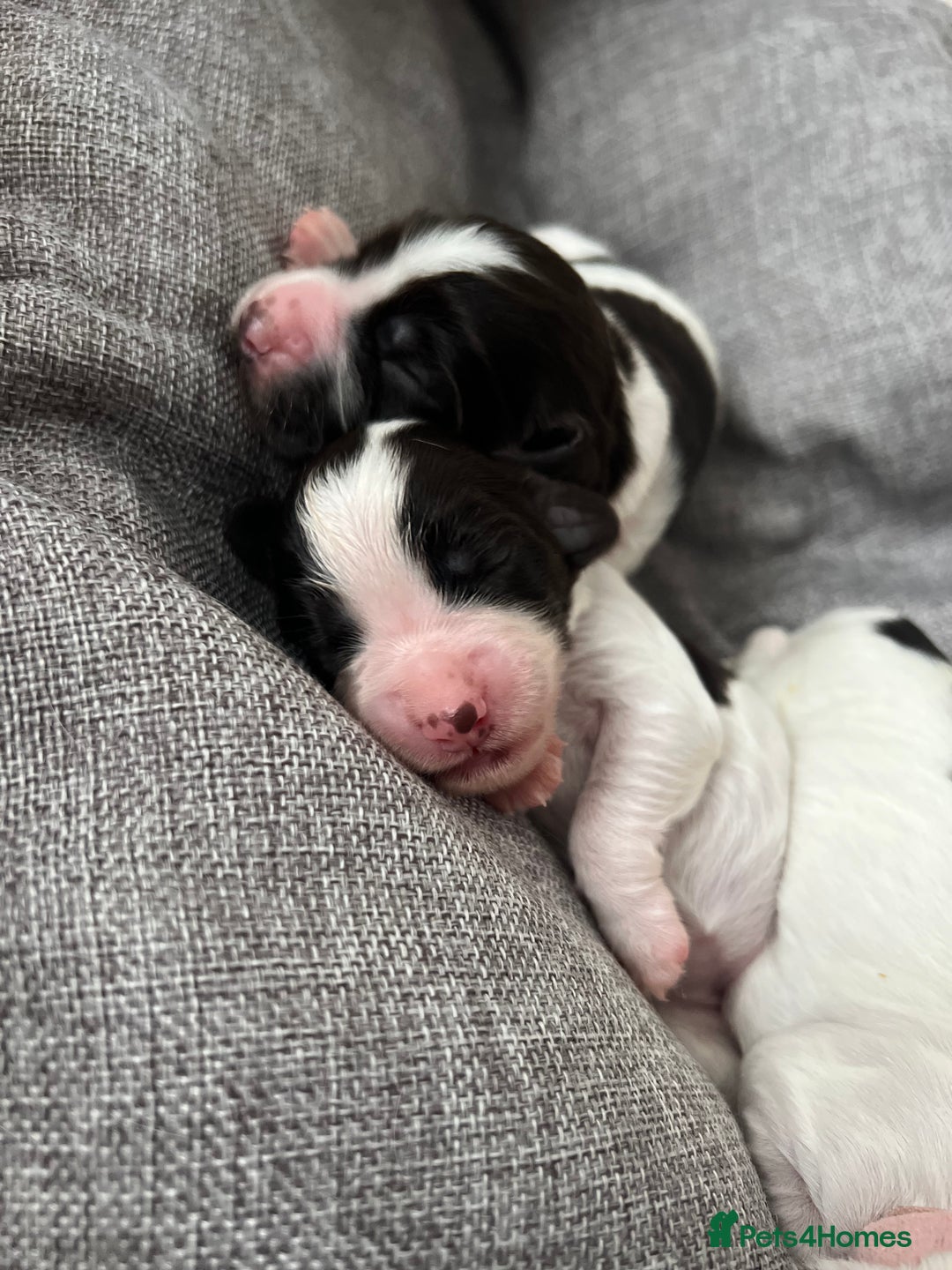 Sprocker dogs for sale: Sprocker puppies  - Image 10