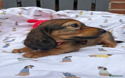 Miniature Dachshund dogs for sale: Amazing Champ Bloodlines Mini Dachshunds ✨ - Image 22