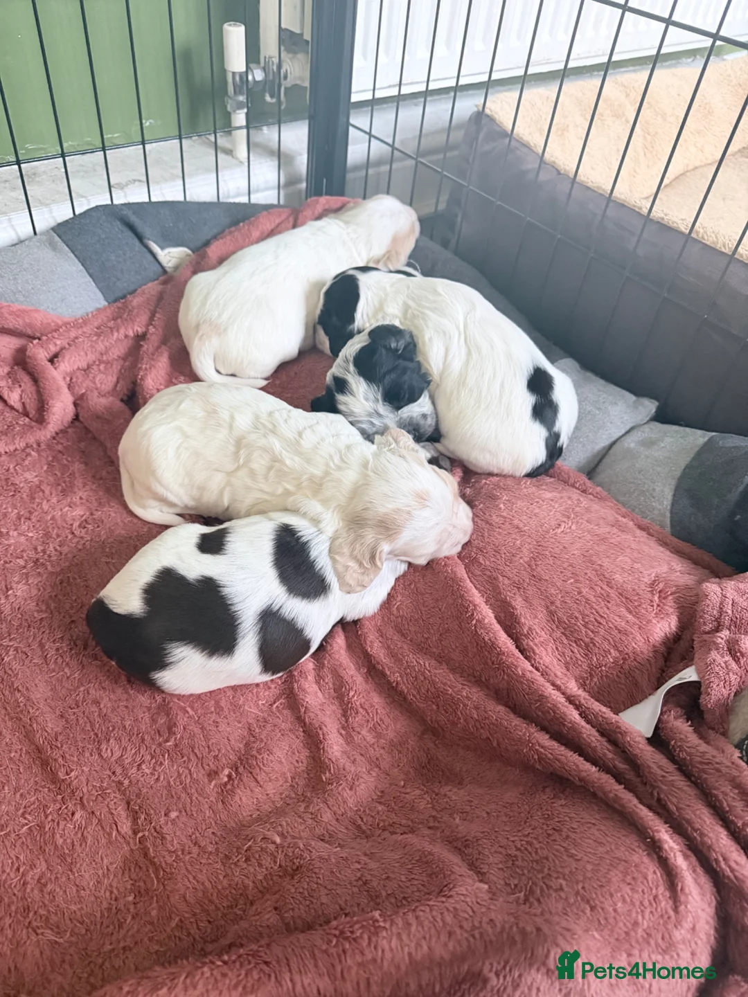 Cocker Spaniel dogs for sale: Cocker spaniel puppies  - Advert 2