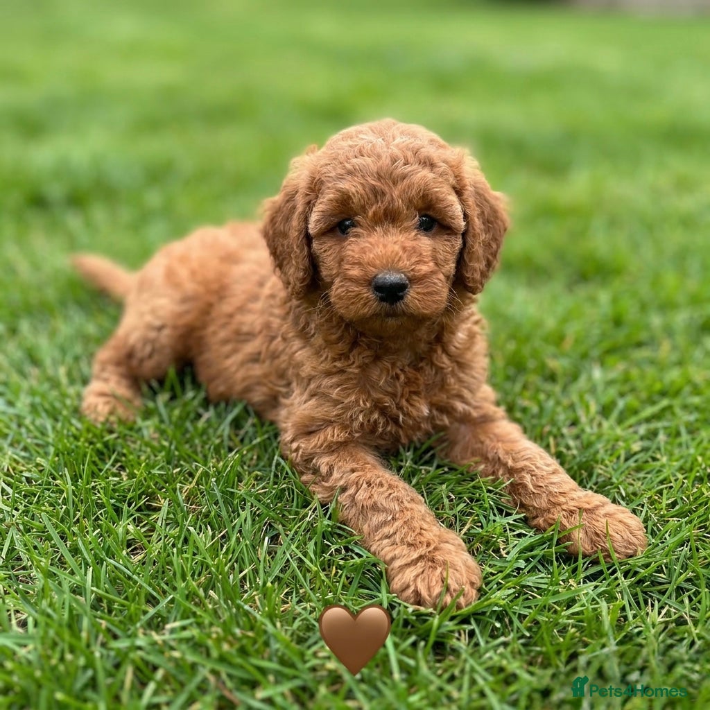 Australian Labradoodle dogs 🌟 Australian Labradoodle Puppies  🌟 - Advert 2