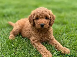 Australian Labradoodle dogs 🌟 Australian Labradoodle Puppies 🌟 - Advert 2