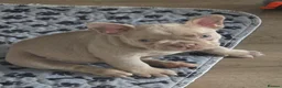 Frug dogs for sale:  Stunning Frug puppies  - Advert 21