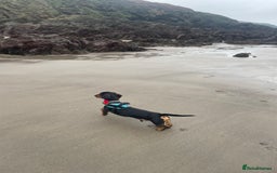 Miniature Dachshund dogs for stud: Black and Tan Dachshund for Stud  - Image 4