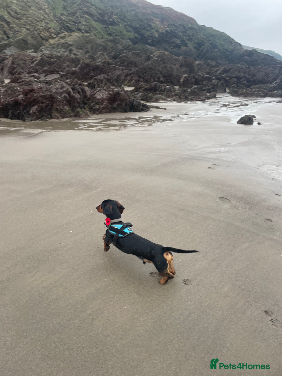 Miniature Dachshund dogs for stud: Black and Tan Dachshund for Stud  - Image 4